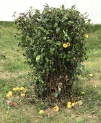 7th Oct 2020 - Can apples grow on a bush?