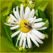 daisy chrysanthemum by jernst1779