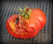 7th Oct 2020 - The tomato and the slug