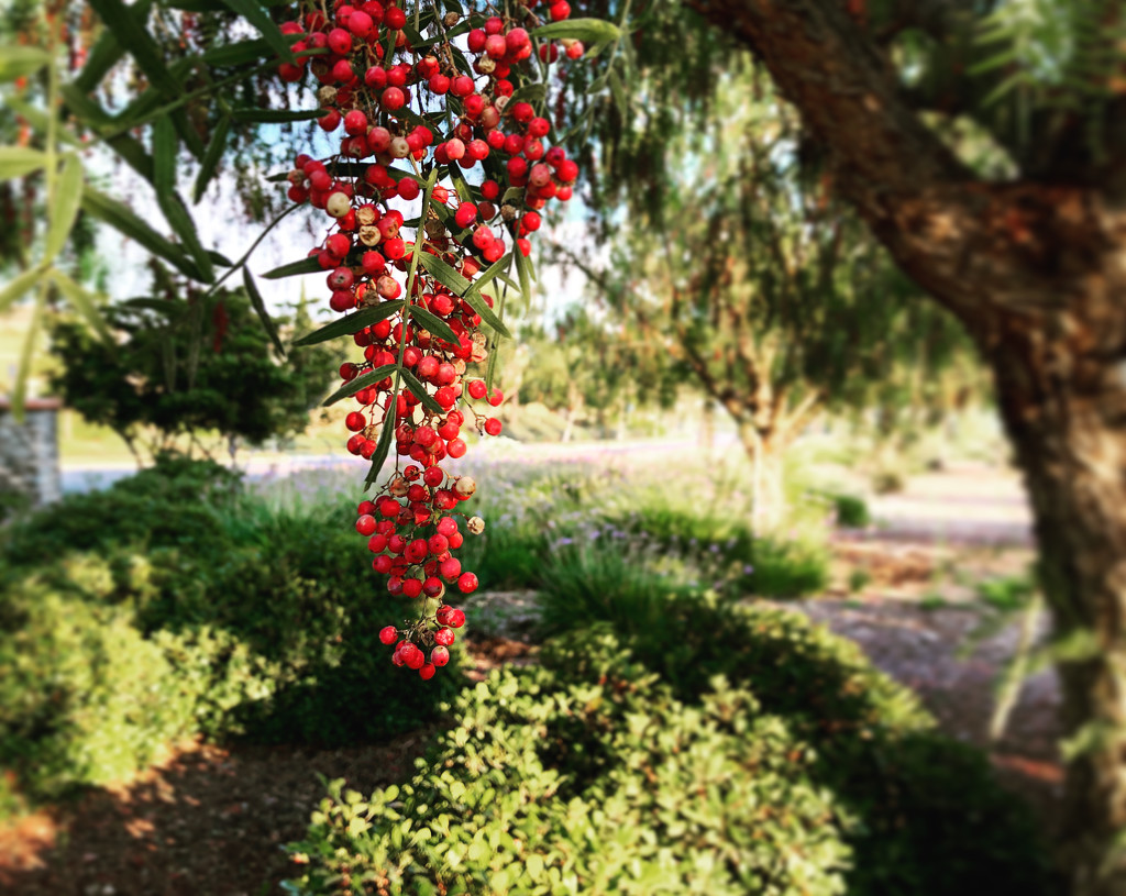 California Pepper Tree by loweygrace