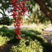 California Pepper Tree by loweygrace