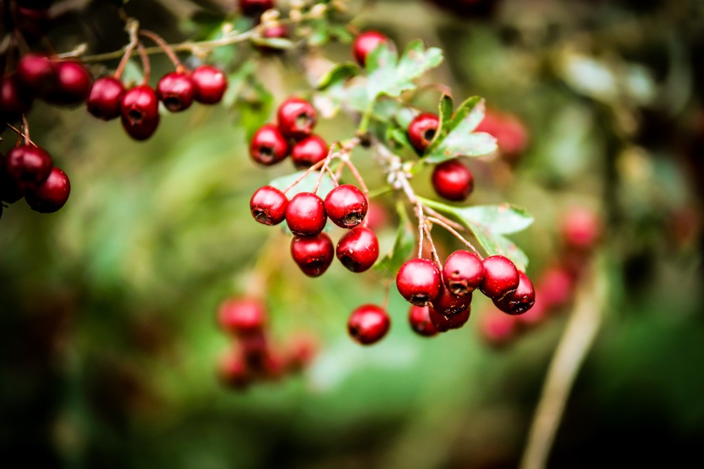 Berries by phil_sandford