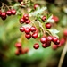 Berries by phil_sandford
