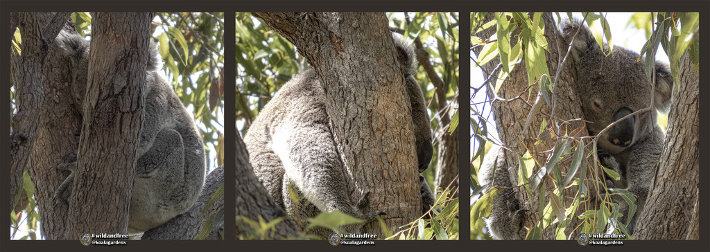 getting the right spot by koalagardens