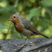Robin by pcoulson