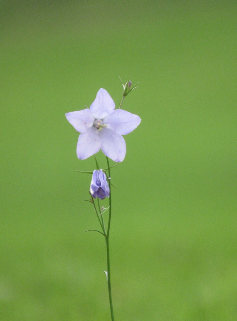 harebell by anniesue