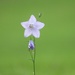 harebell by anniesue