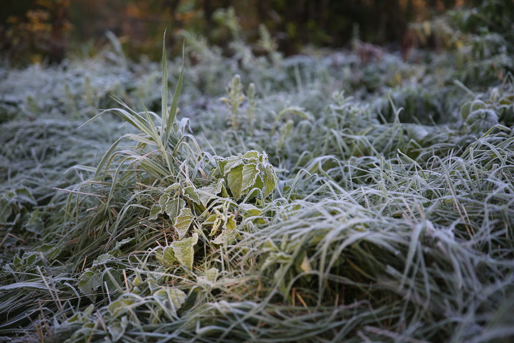 frost... by earthbeone