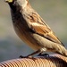sparrow 2011-10--8 by gijsje