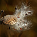 milkweed seeds  by rminer