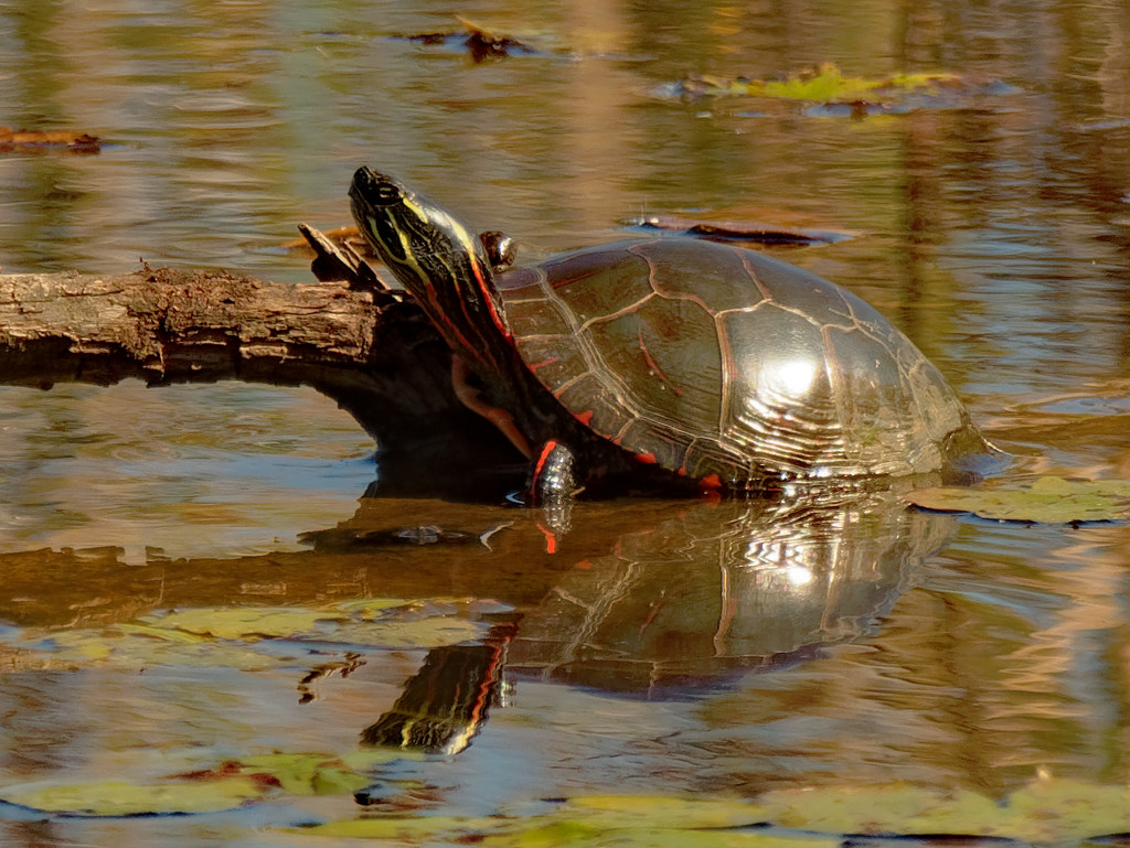 painted turtle  by rminer