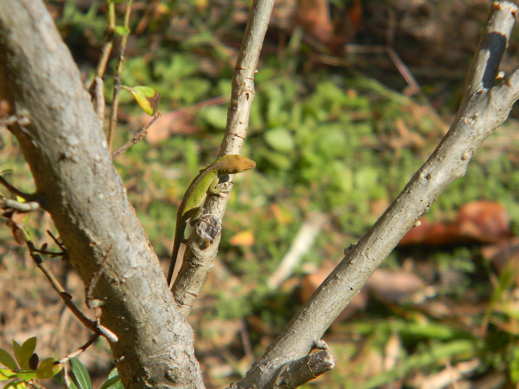 Lizard on Branch by sfeldphotos