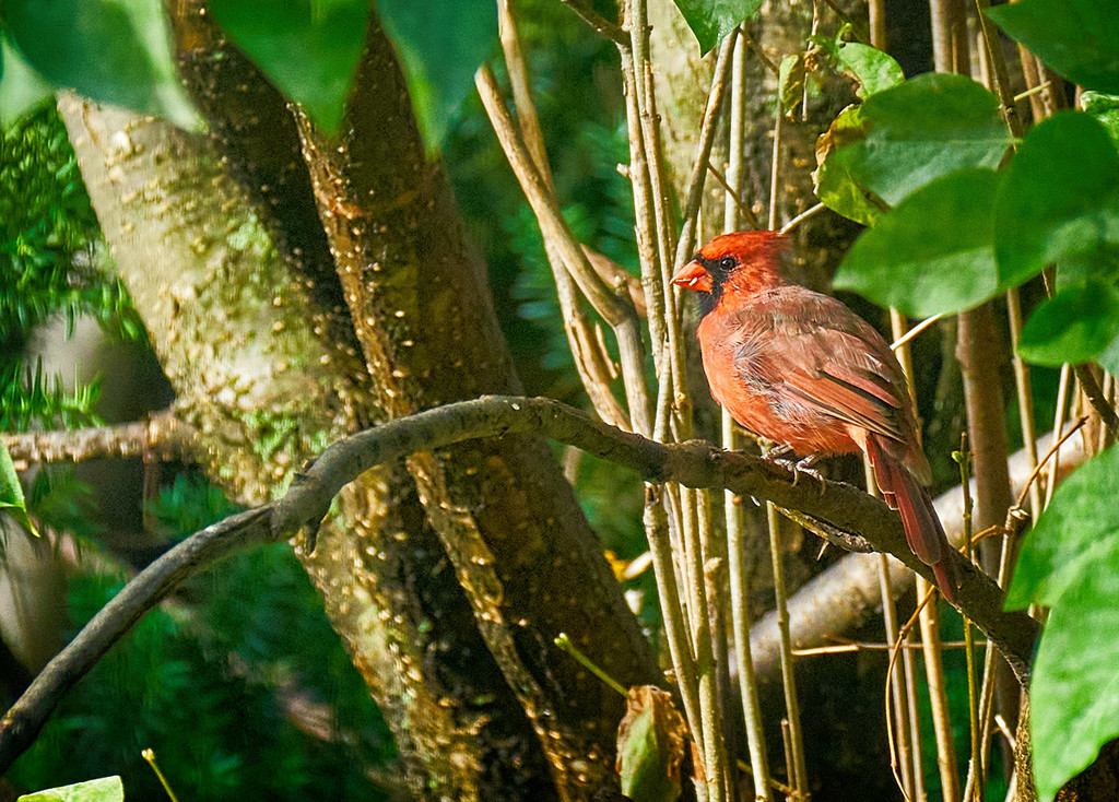 Red Bird by gardencat