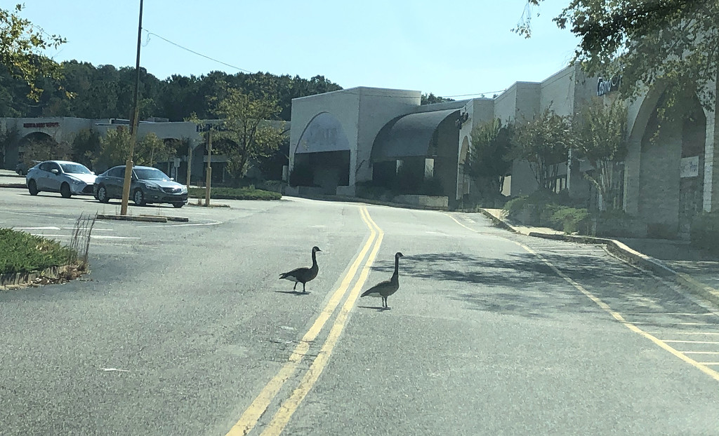What stores do geese shop at? by homeschoolmom