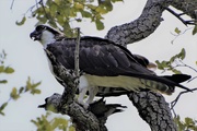 7th Oct 2020 - Osprey's Meal