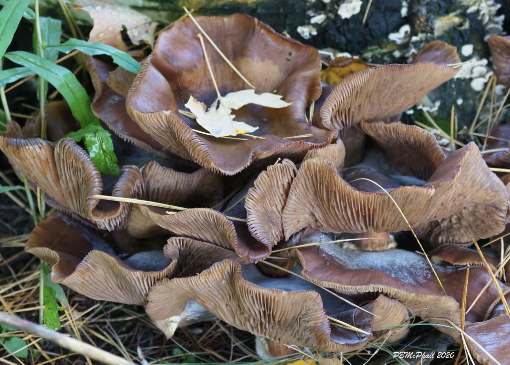 Curly Fungi by selkie