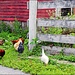 Chickens by the Fence by olivetreeann