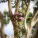Blossoms by joysfocus
