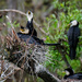 Little shag (cormorant) family by maureenpp