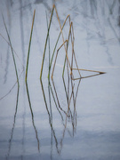 7th Oct 2020 - Reeds Pointing to...??