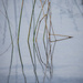 Reeds Pointing to...?? by taffy