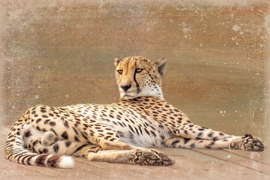 Cheetah lazing around  by ludwigsdiana