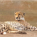 Cheetah lazing around  by ludwigsdiana