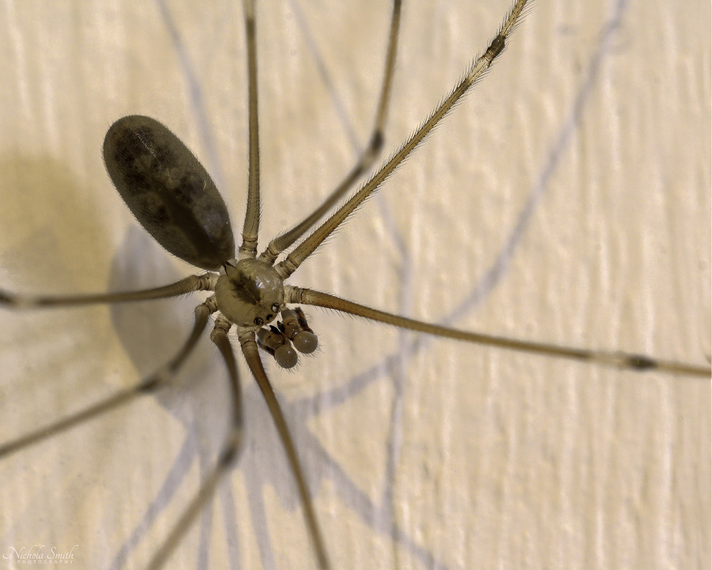 Daddy Long Legs Spider by nickspicsnz