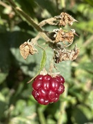 7th Oct 2020 - Too late to ripen?