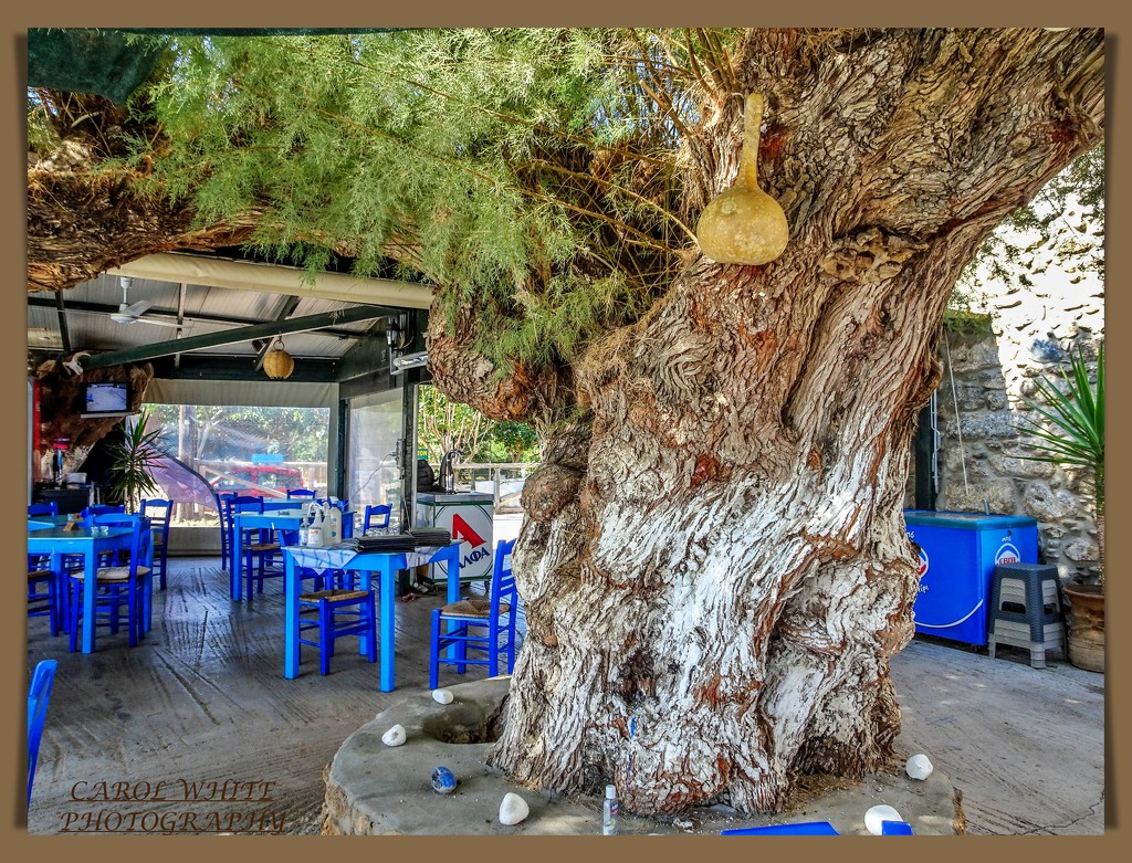 Old Tree,Kato Zakros,Crete by carolmw