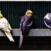  In The Bird Aviaries ~   by happysnaps