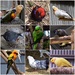 In The Bird Aviaries ~   by happysnaps