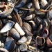 She sells sea shells beside the sea shore........ by 365anne