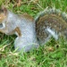 Squirrel by fishers