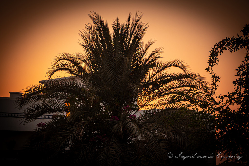 The palm opposite our house by ingrid01