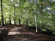 8th Oct 2020 - Styal Woods