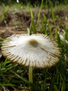 1st Oct 2020 - Pleated Inkcap Mushroom