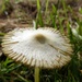 Pleated Inkcap Mushroom by cmp