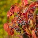 Autumn colors by haskar
