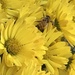 Busy little bee by mjmaven