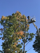 8th Oct 2020 - Tree maintenance