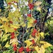 Autumnal garland.  by 365projectdrewpdavies