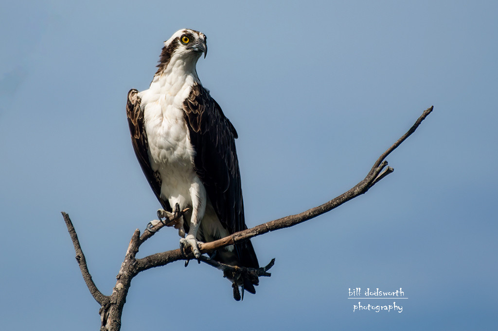 An Osprey with a regal pose! Back online! by photographycrazy