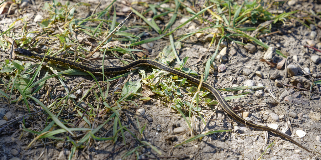 common garter snake by rminer