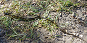 8th Oct 2020 - common garter snake