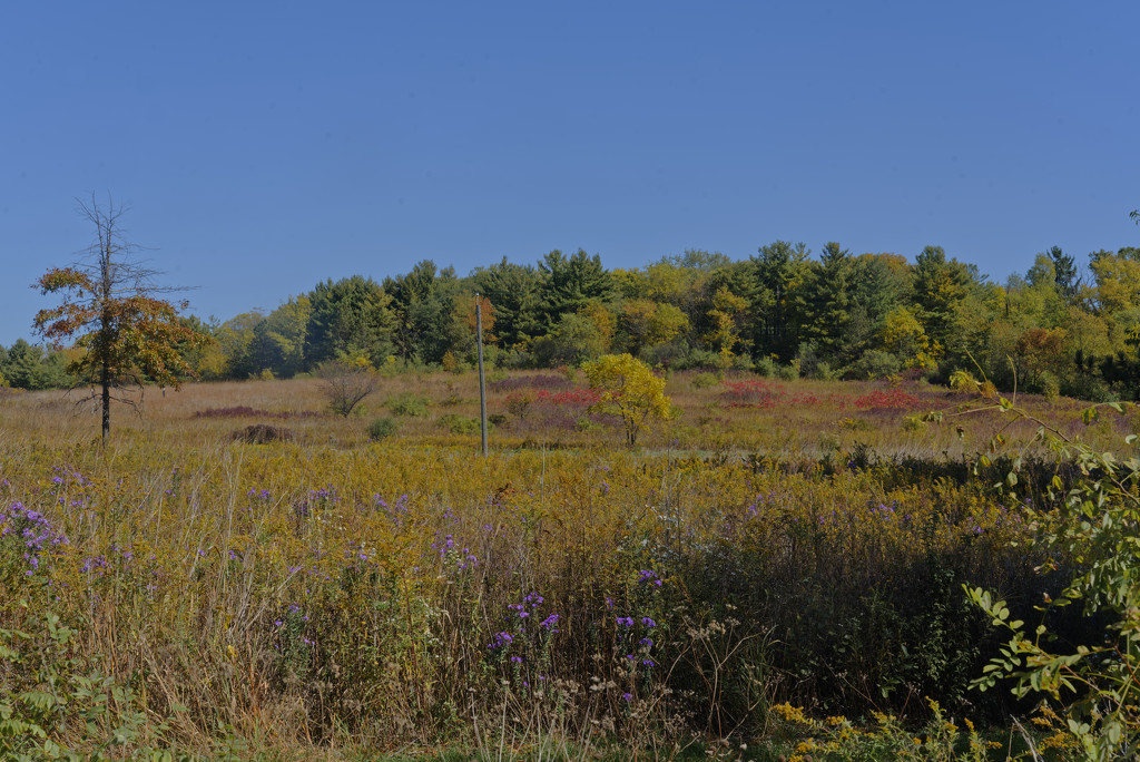 prairie in autumn by rminer