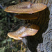 dryad's saddle by rminer