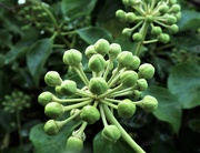 8th Oct 2020 - Ivy flower buds