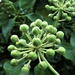Ivy flower buds by julienne1