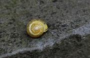 6th Oct 2020 - A snail in the garden